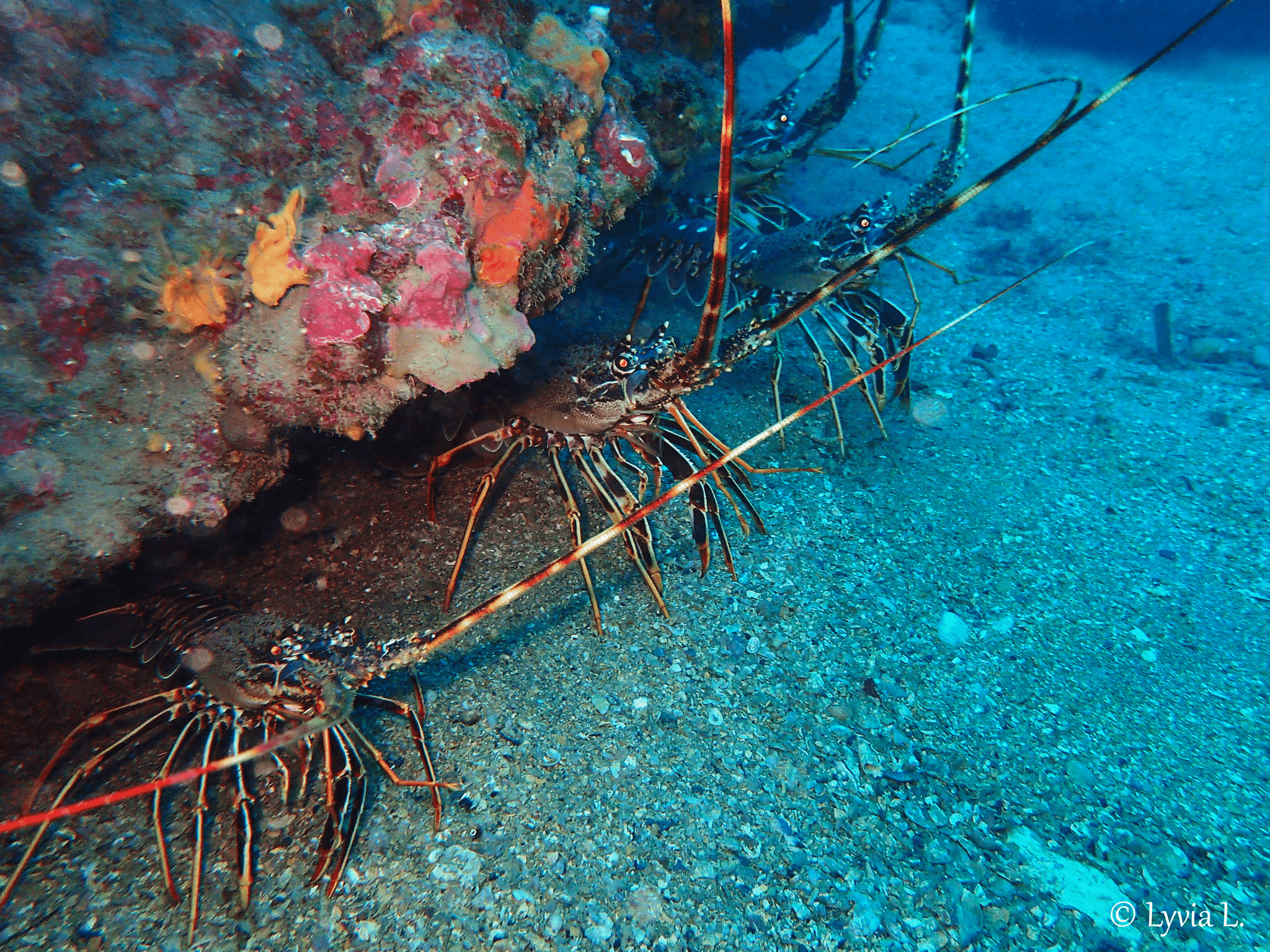 Langoustes
