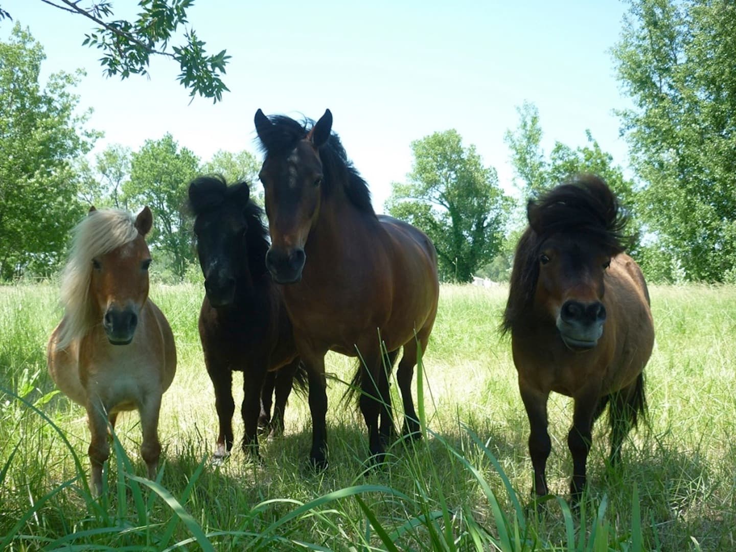 le cheval andalou