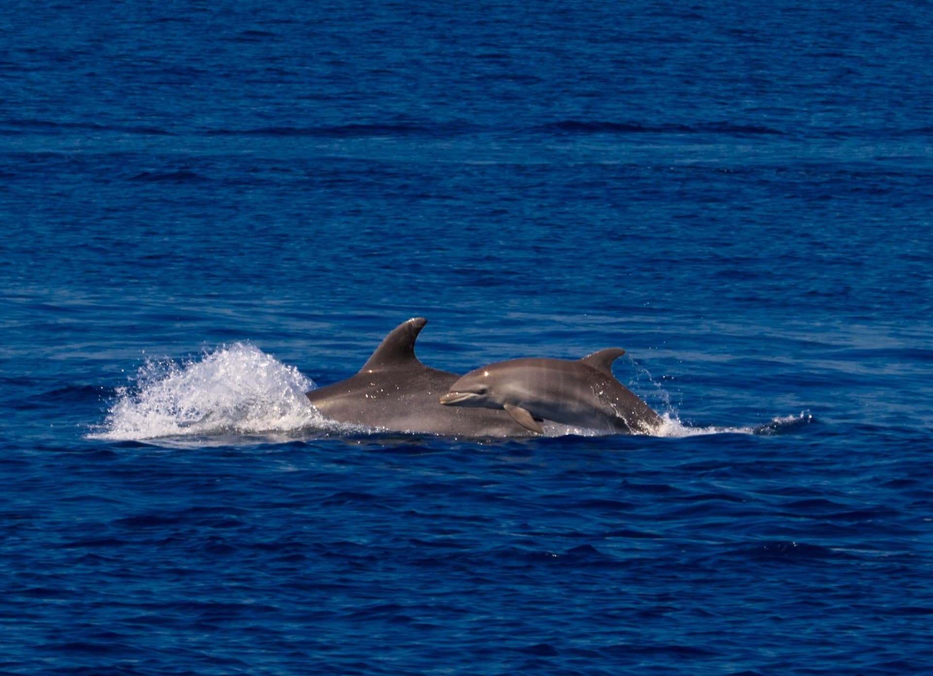 CTM DAUPHINS