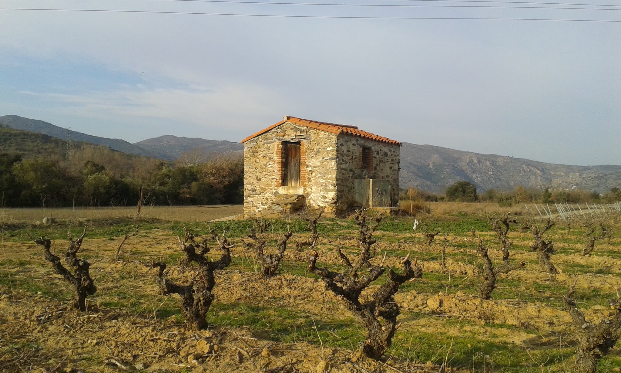Casot dans les vignes