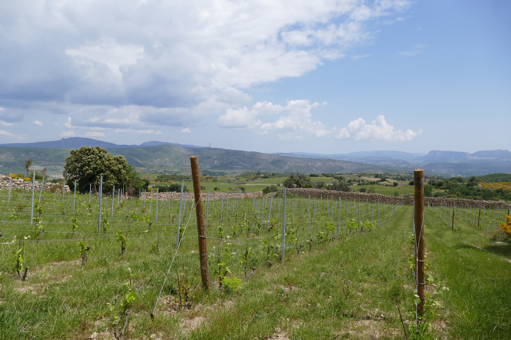Copie de Complantation du clos