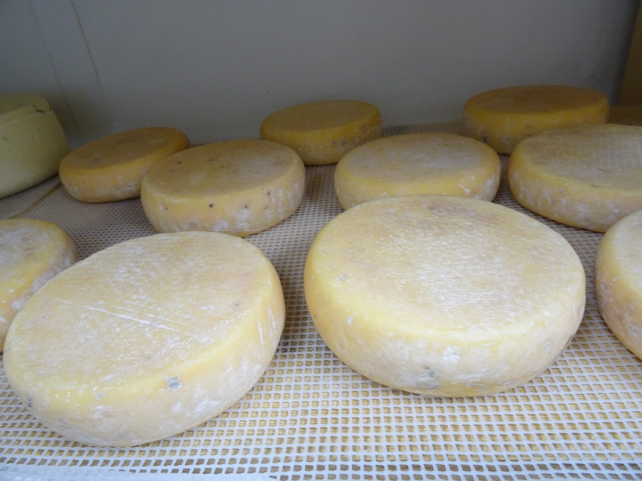 Tommes de vache jeune