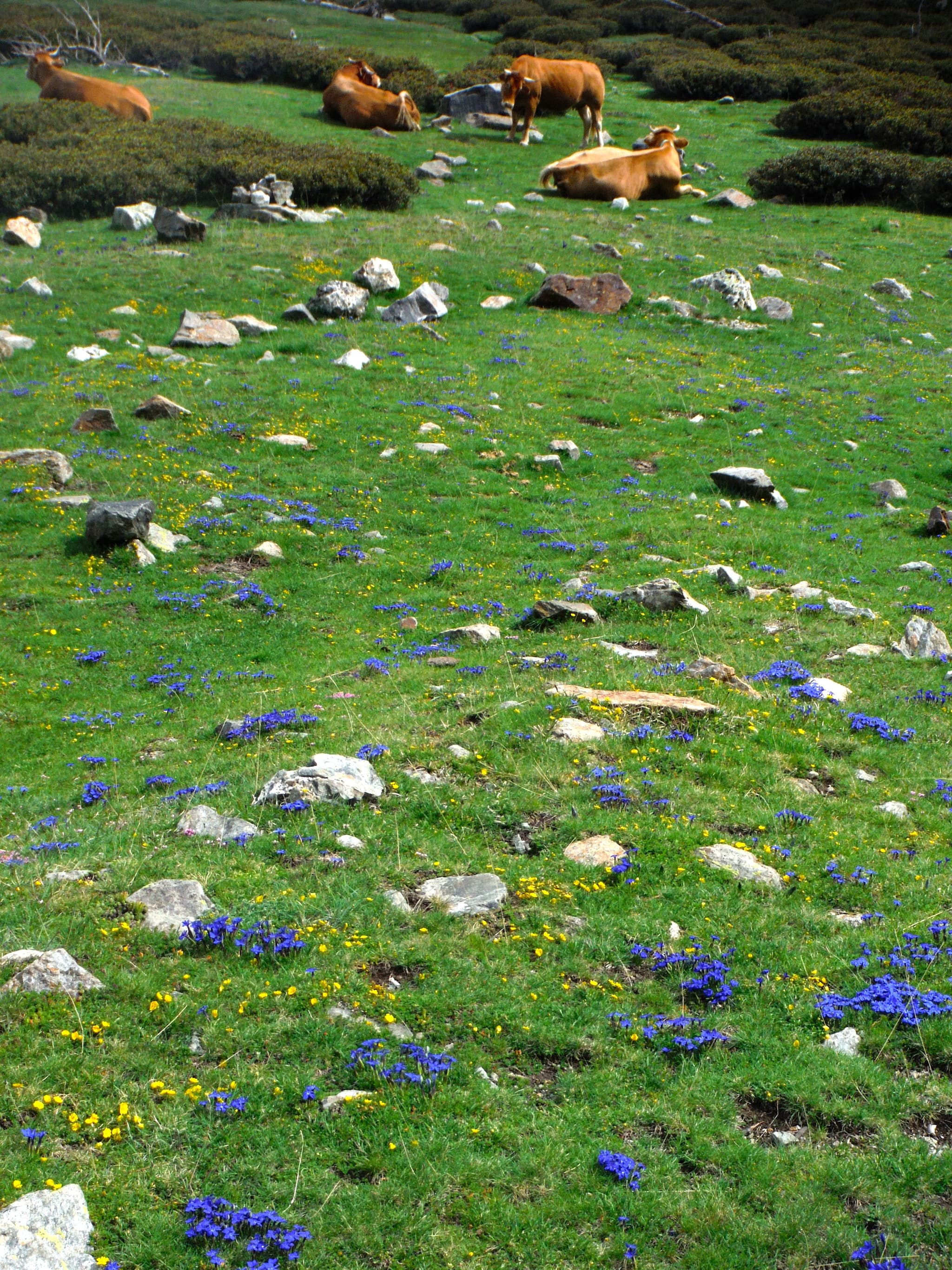 les estives massif du canigo