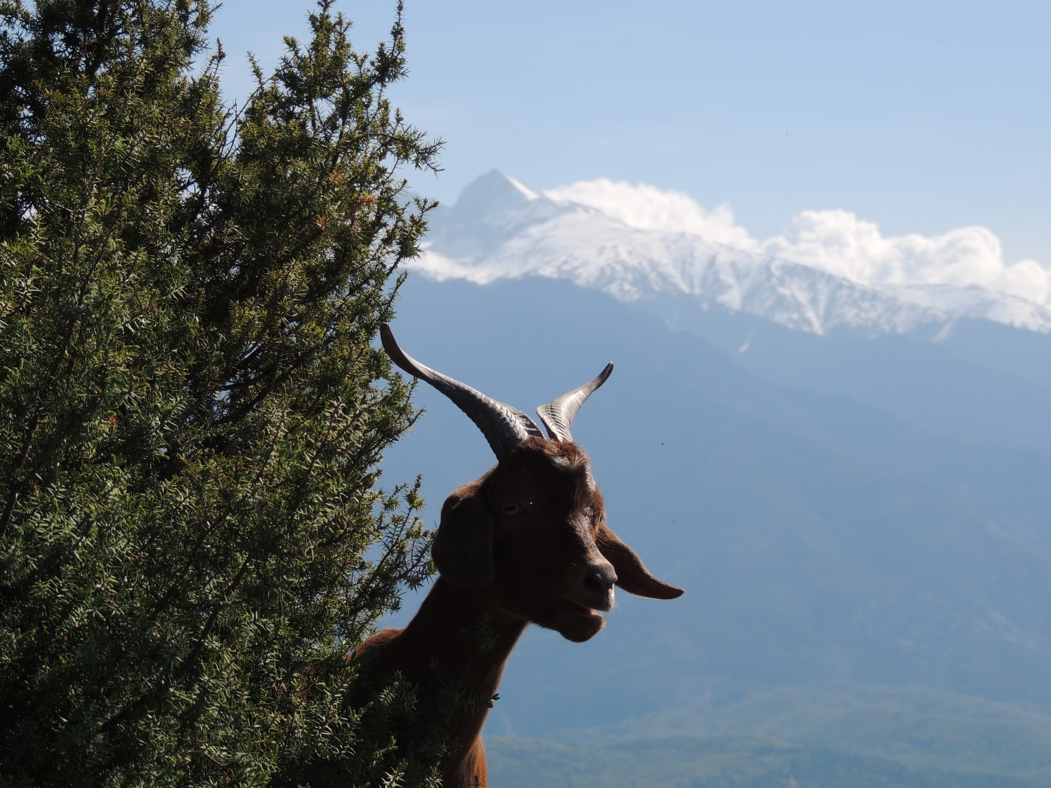 Chèvre et Canigou