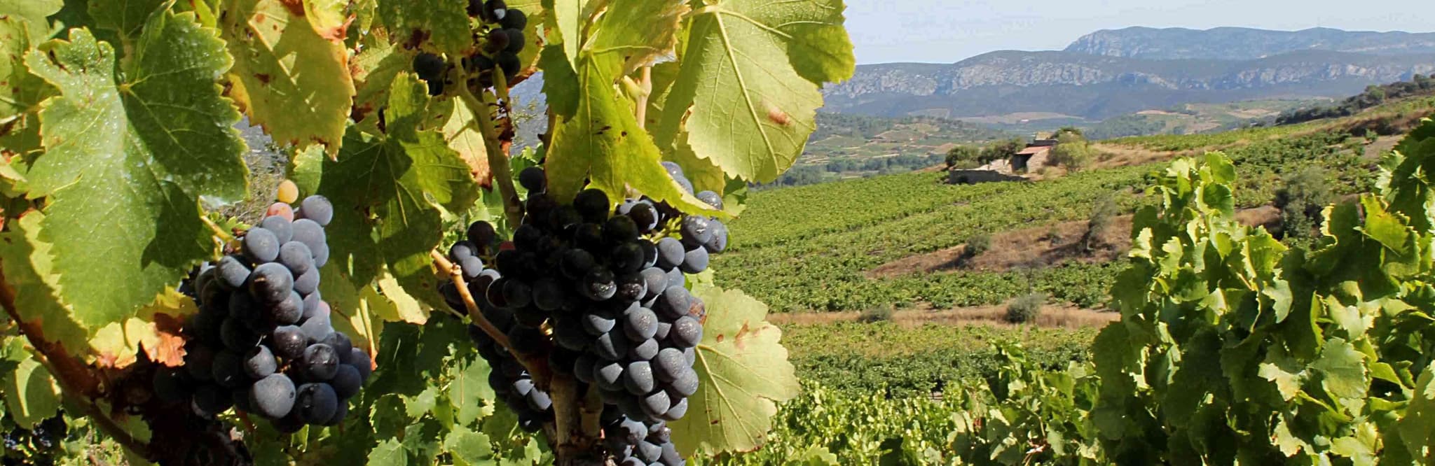 Domaine Deveza 4