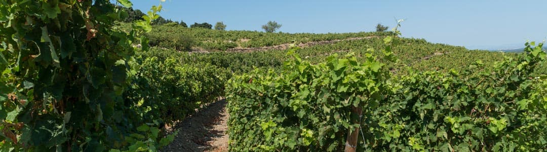 Domaine La Tour Vieille 1