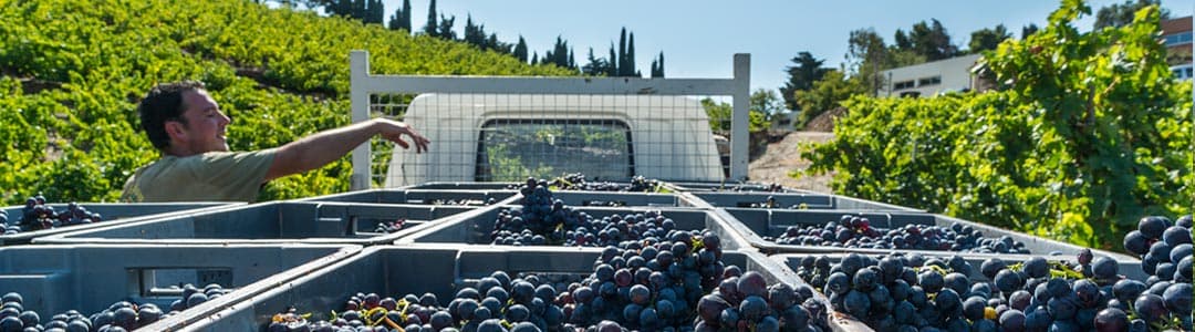 Domaine La Tour Vieille 2
