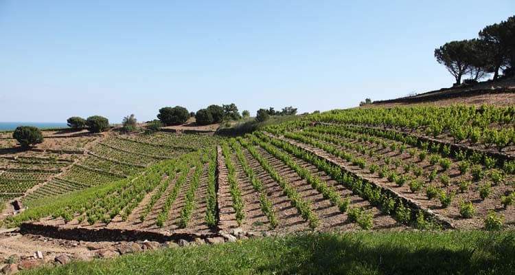 Domaine La Tour Vieille 4