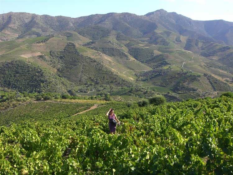 Domaine La Tour Vieille 6