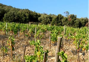 Domaine Laguerre