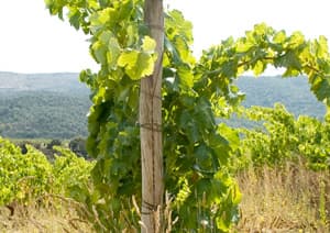Domaine Laguerre