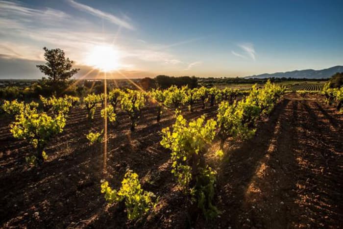 Domaine Sanac 1