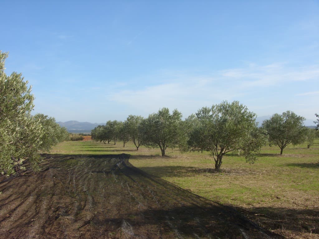 Domaine oléicole du Mas Boutet 7