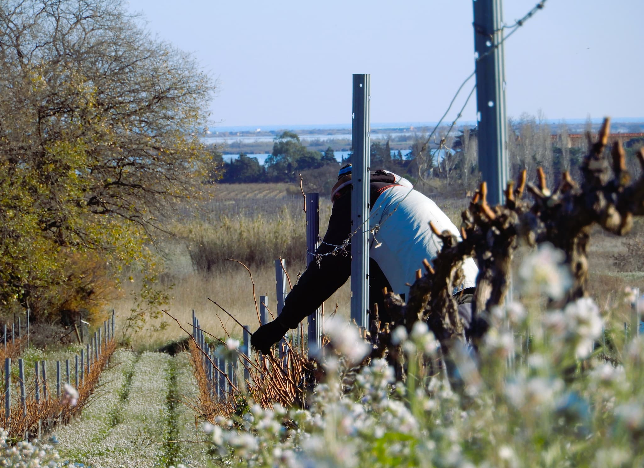 TAILLE DES VIGNES
