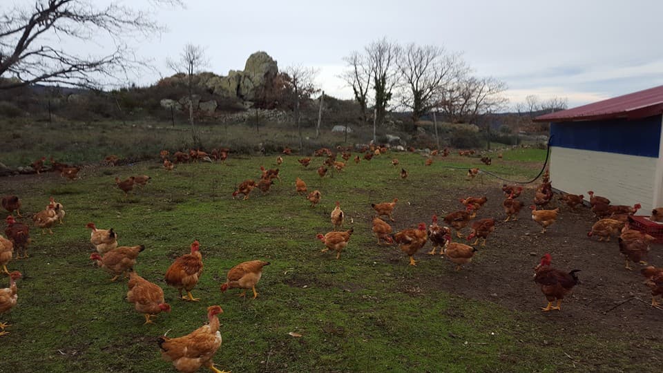 Ferme d'Arsa 1