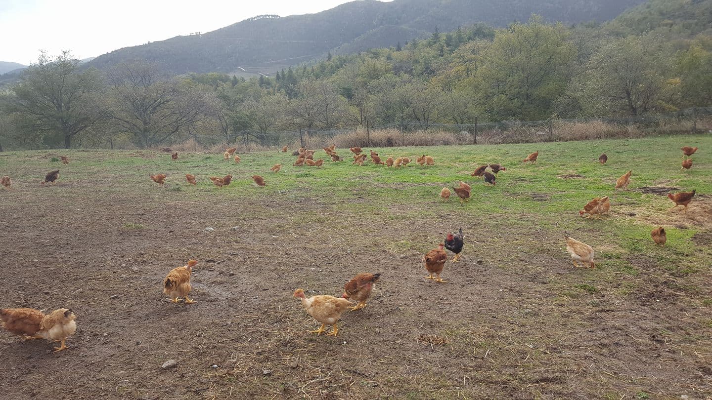 Ferme d'Arsa 3