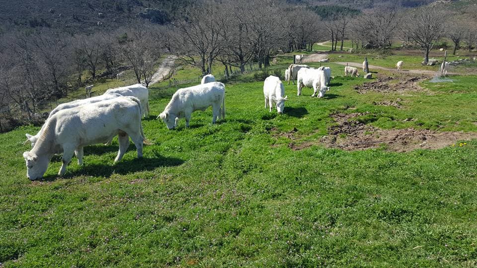 Ferme d'Arsa 4