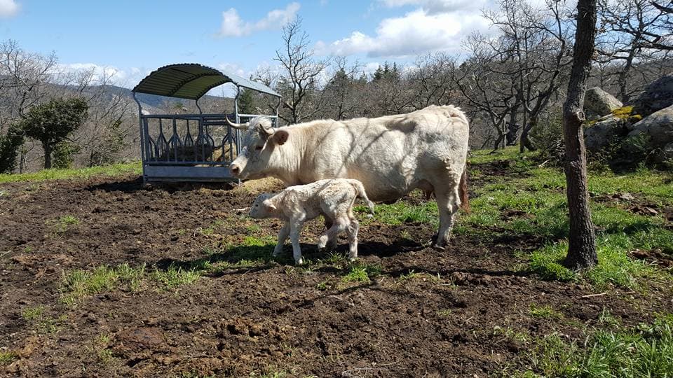 Ferme d'Arsa 5