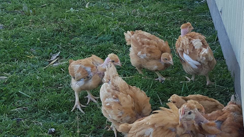 Ferme d'Arsa 6
