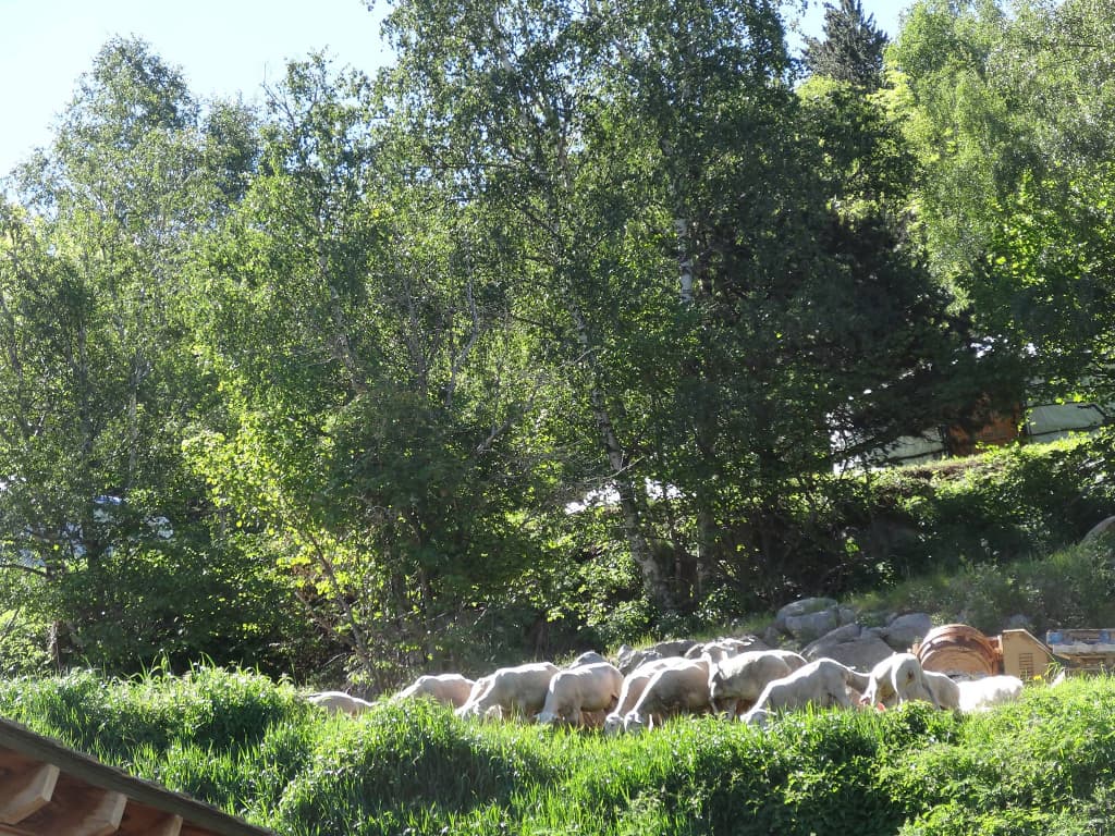 Fromagerie Cal Rous 6