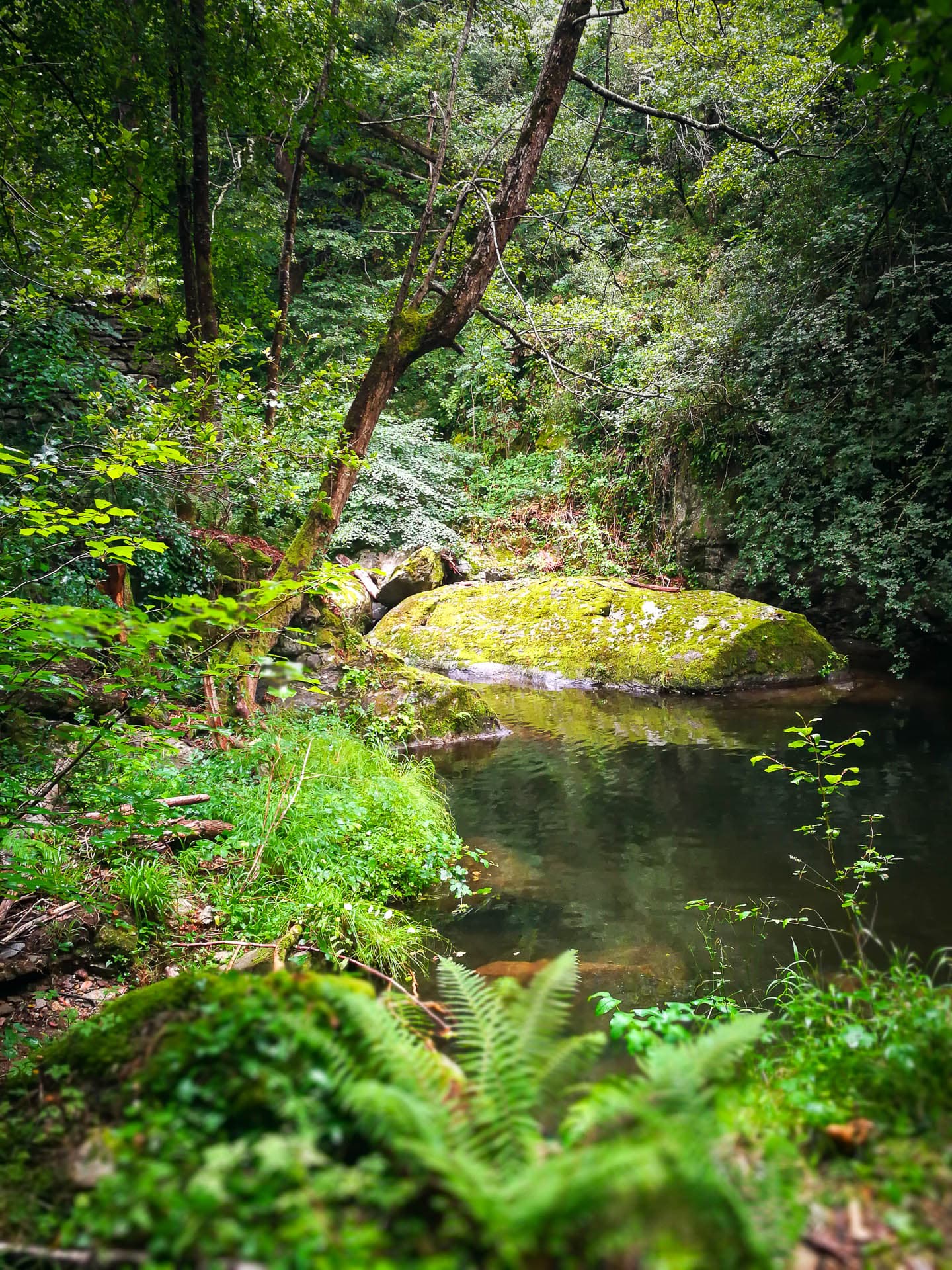Rivière Le Mondony à Amélie-les-Bains Palalda