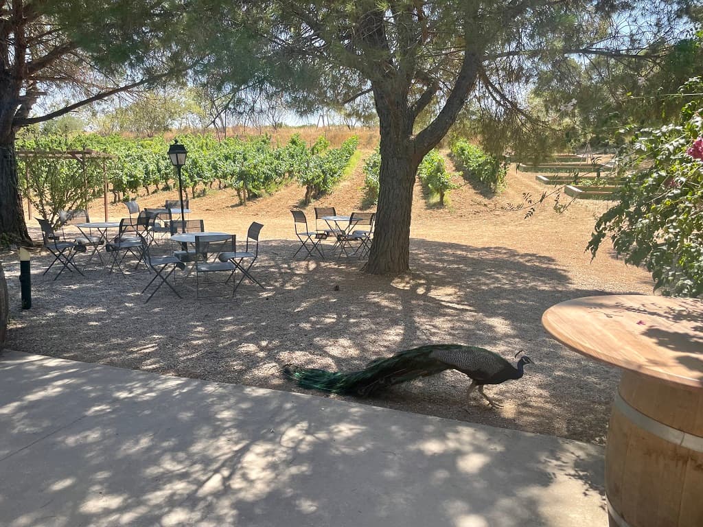 RIVESALTES VIGNES