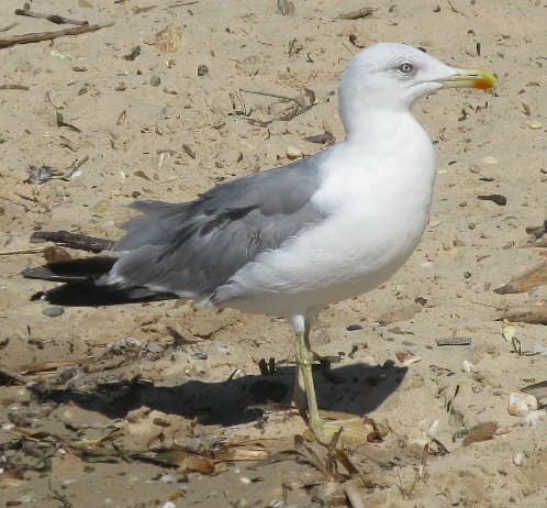 Jielbeaumadier_goeland_leucophee_1_porquerolles_2011