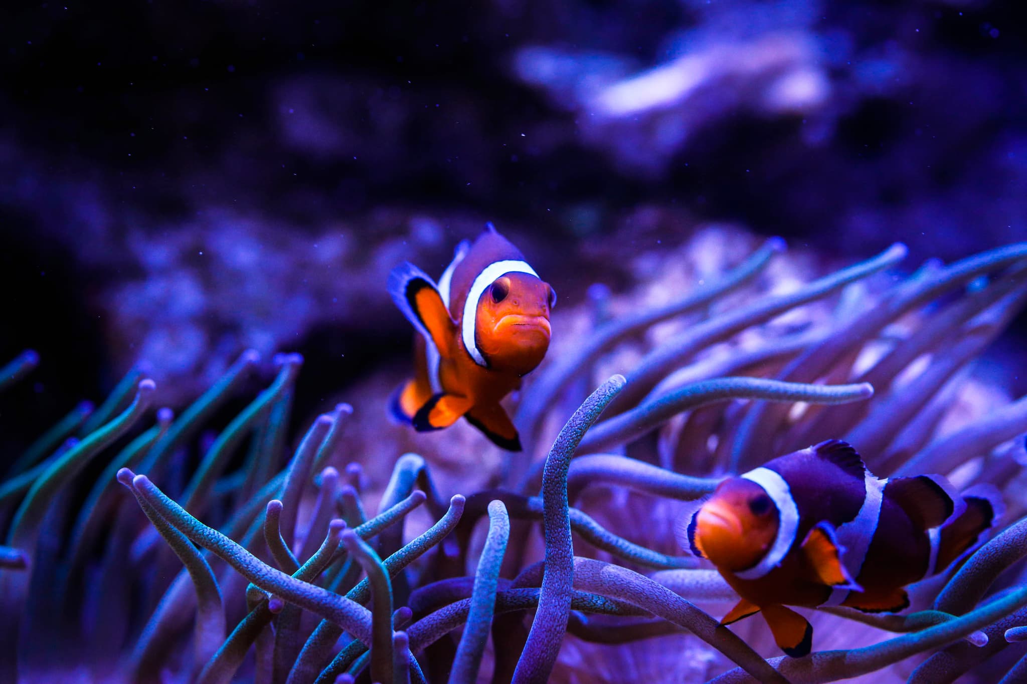 Poisson clown