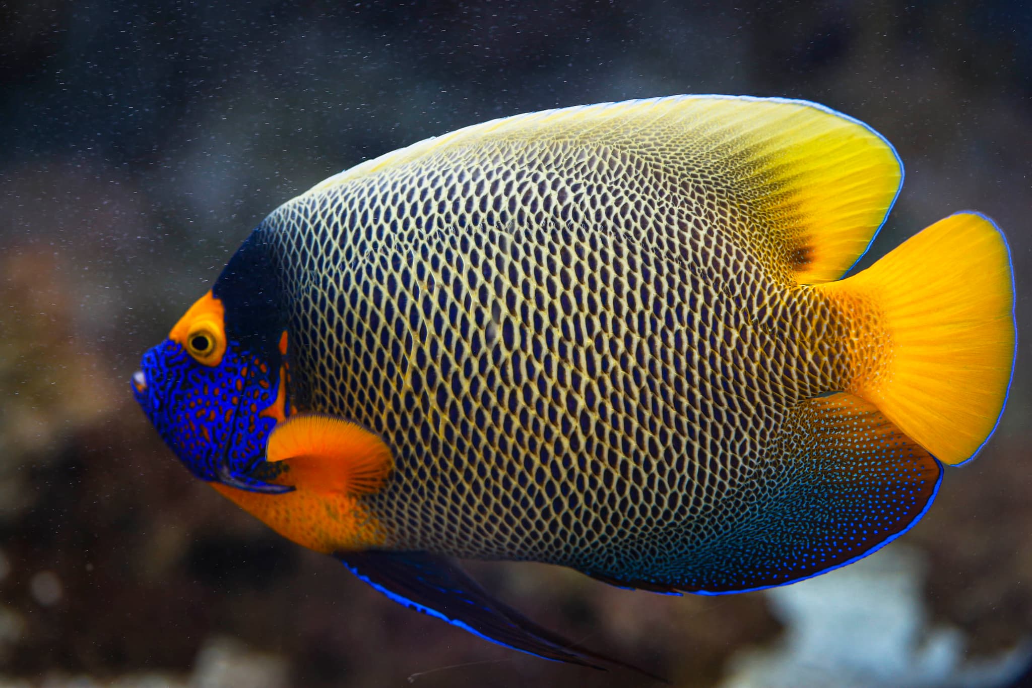 Poisson ange