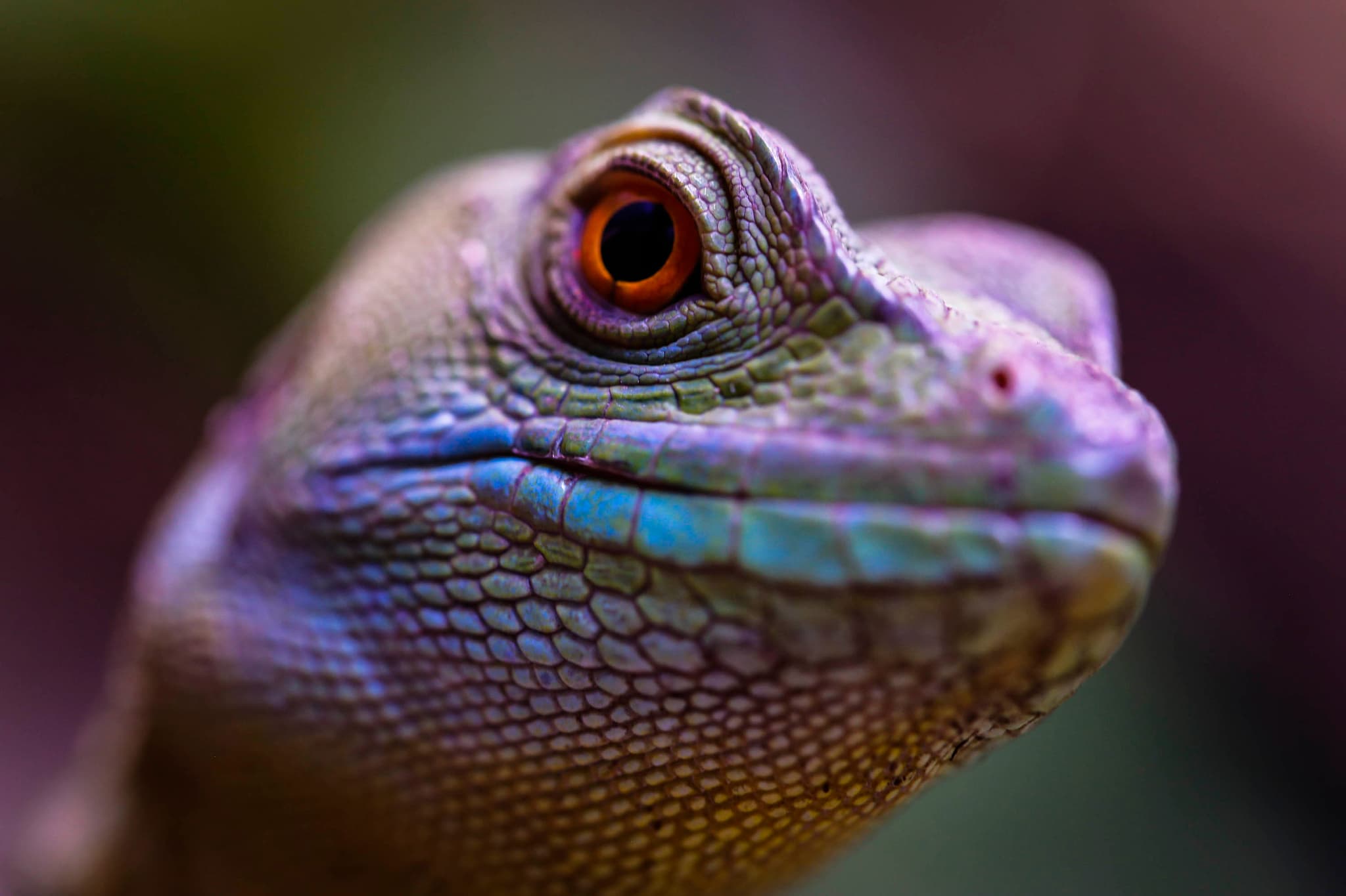 Basilic