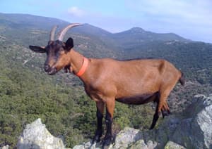 La Bele Chevre