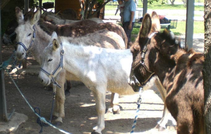 La Ferme aux Grandes Oreilles 2
