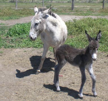 La Ferme aux Grandes Oreilles 4