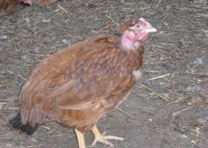 La ferme de Jeantine 6
