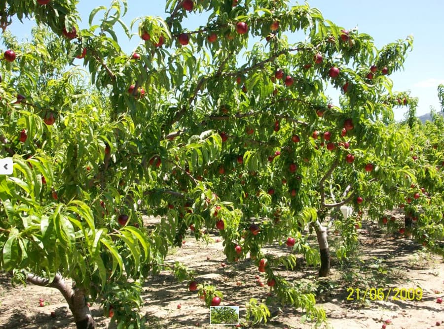 O Jardin 1