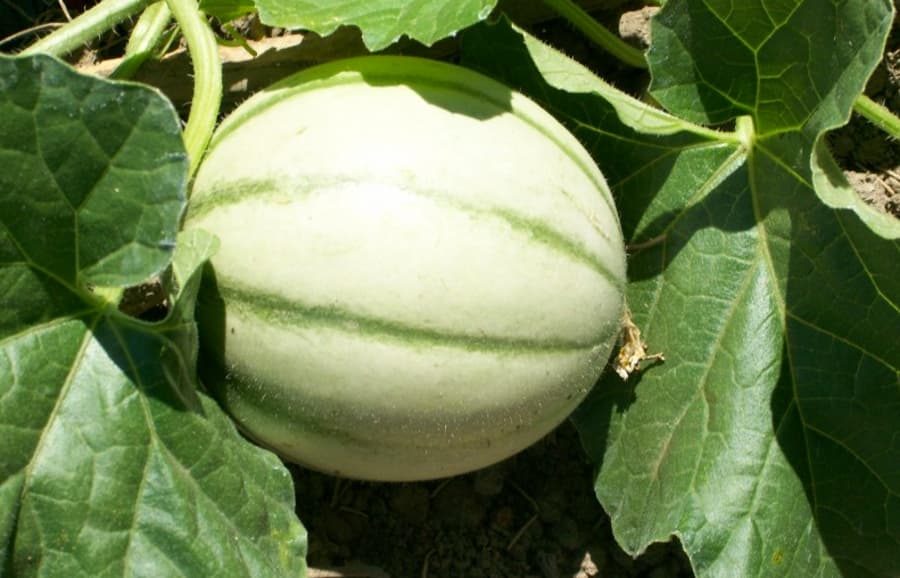 O Jardin 3