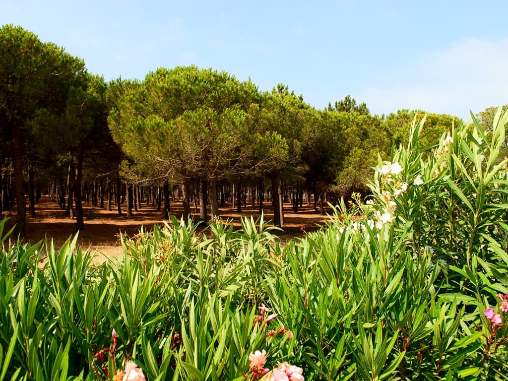 PORT BARCARES PINEDE