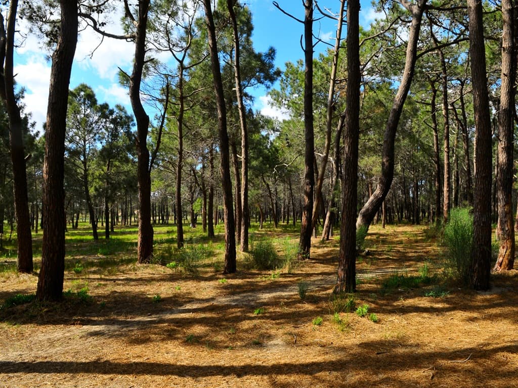 PORT BARCARES PINEDE