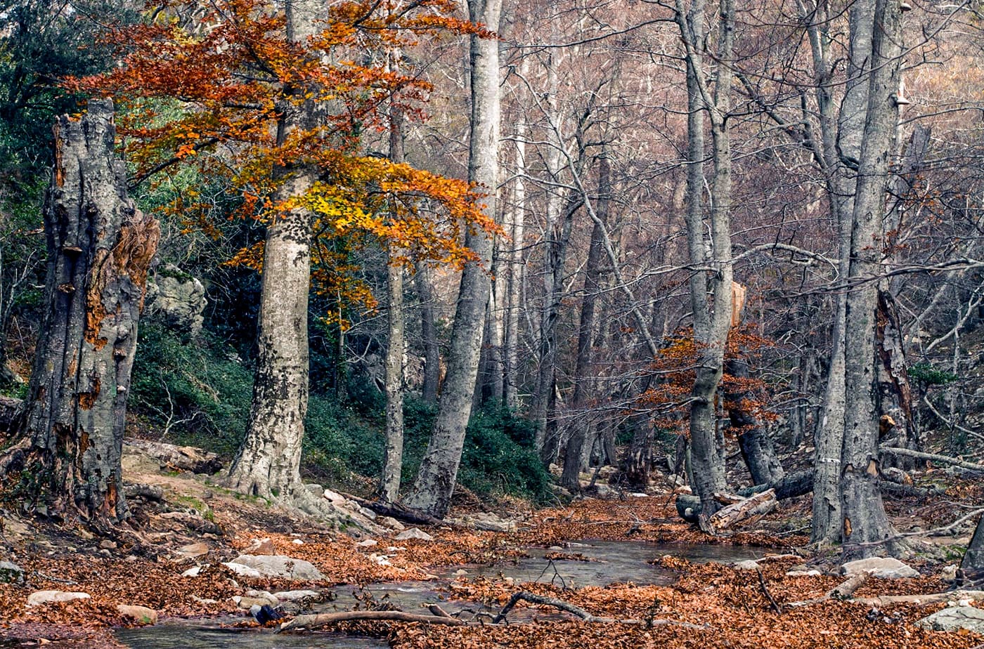 RNN FORET DE LA MASSANE 2