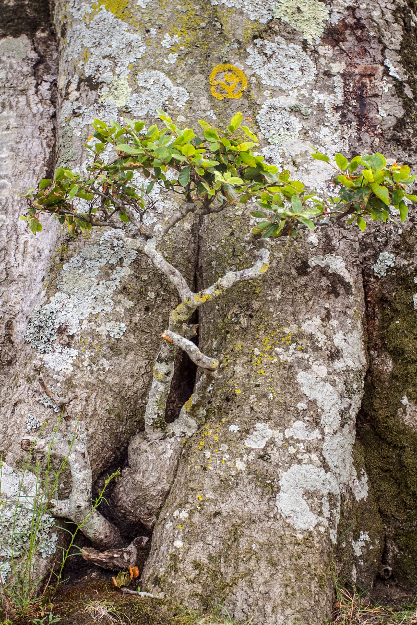 RNN FORET DE LA MASSANE 3