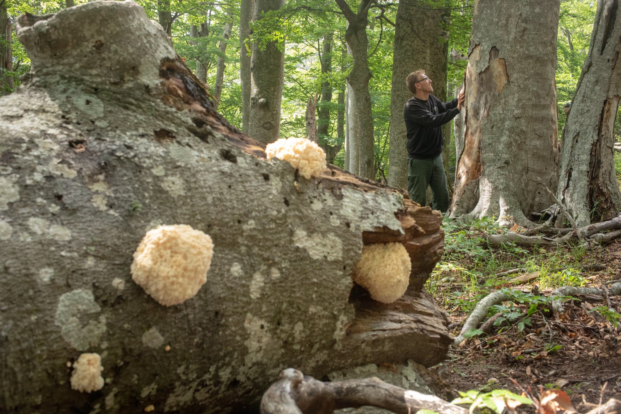 RNN FORET DE LA MASSANE 6