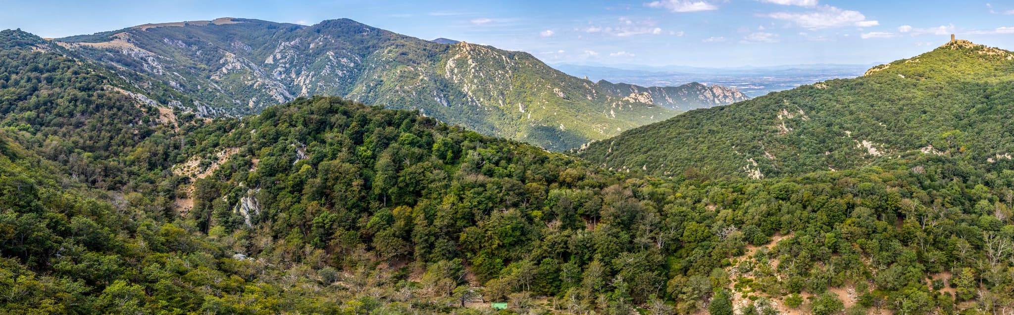 RNN FORET DE LA MASSANE 7