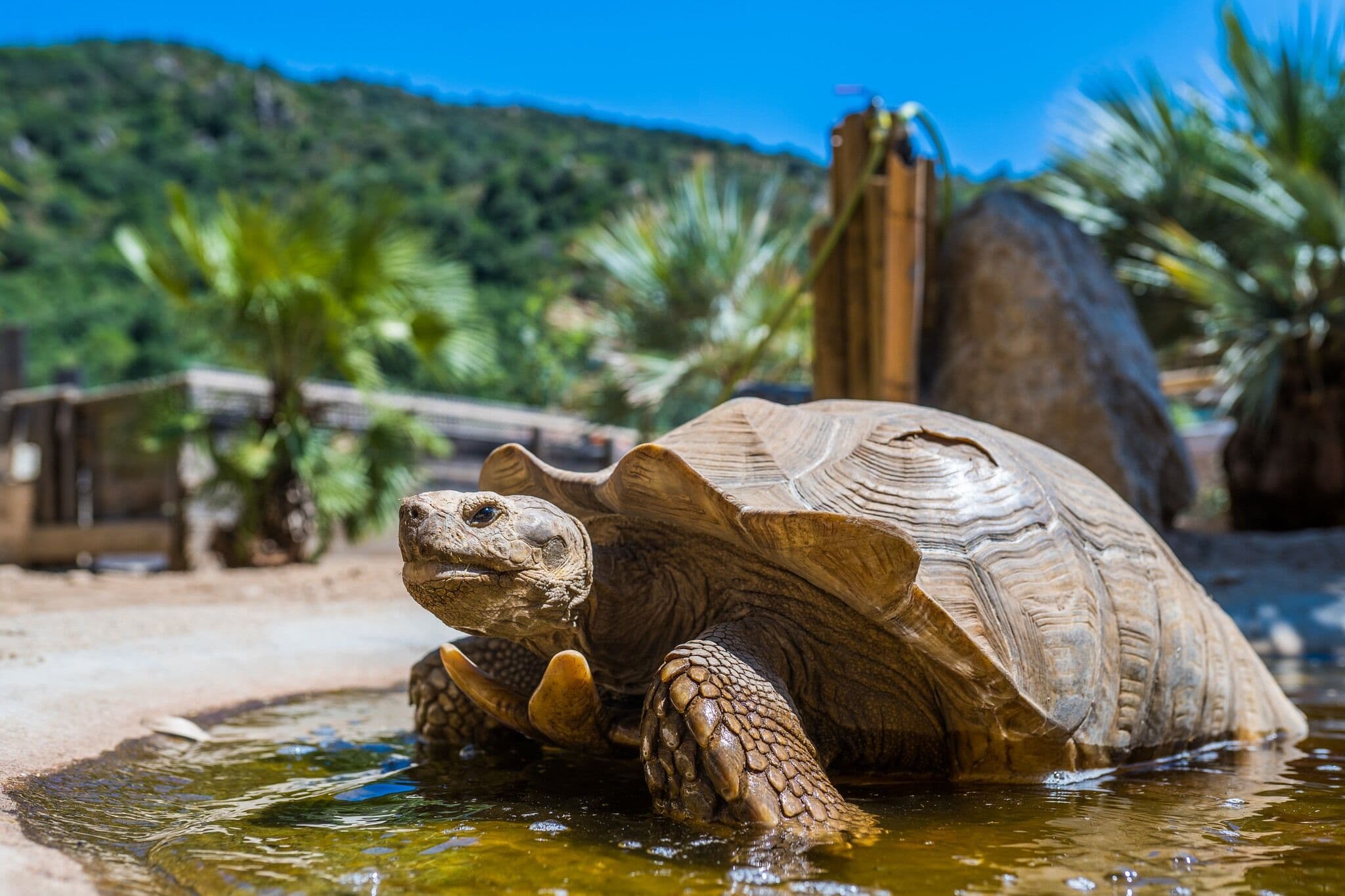 Tortue Sillonnée