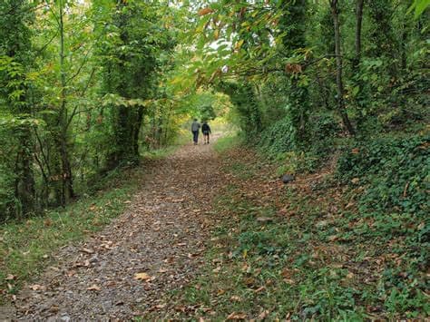 Taurinya forêt