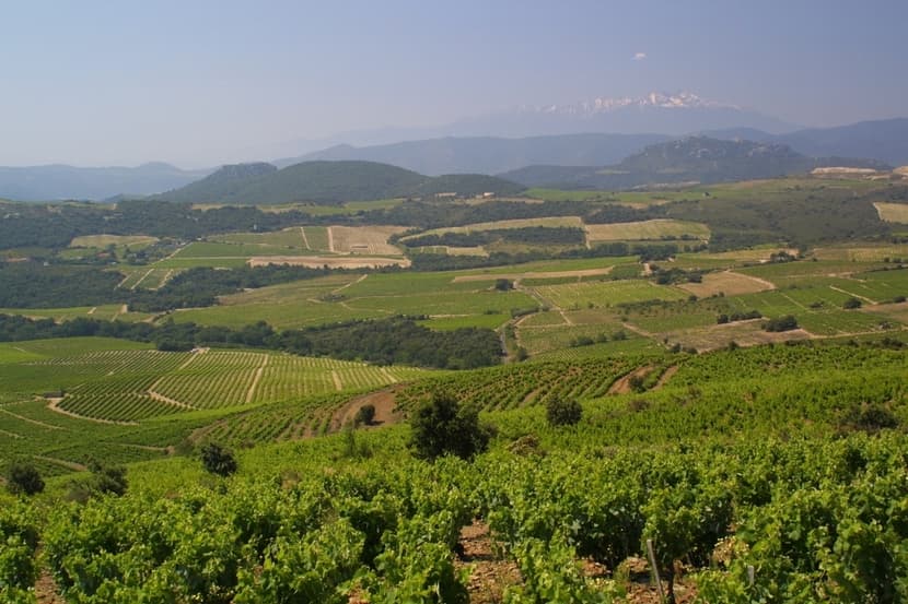 Vignerons de Maury 1