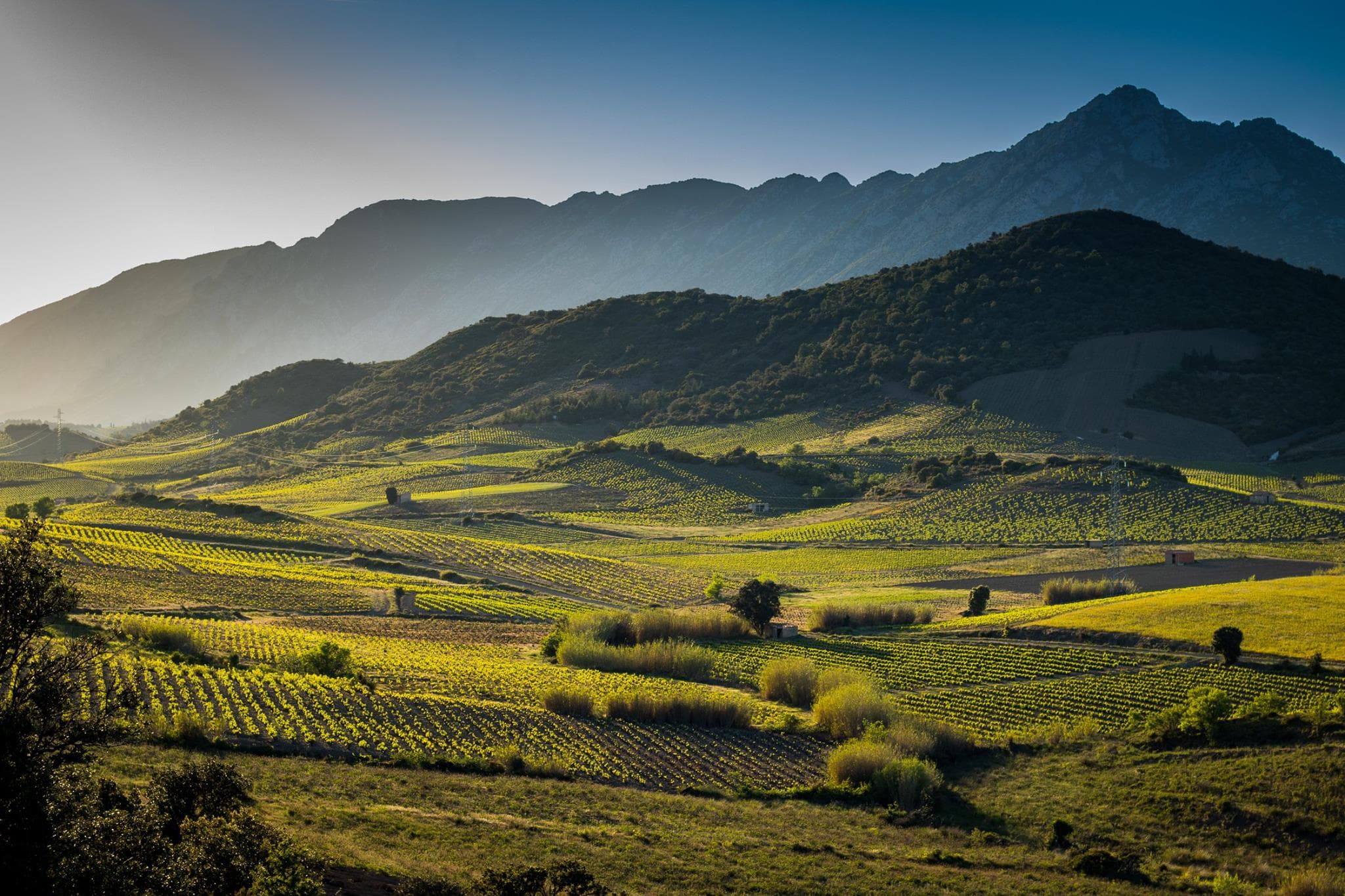 Vignerons de Maury 4