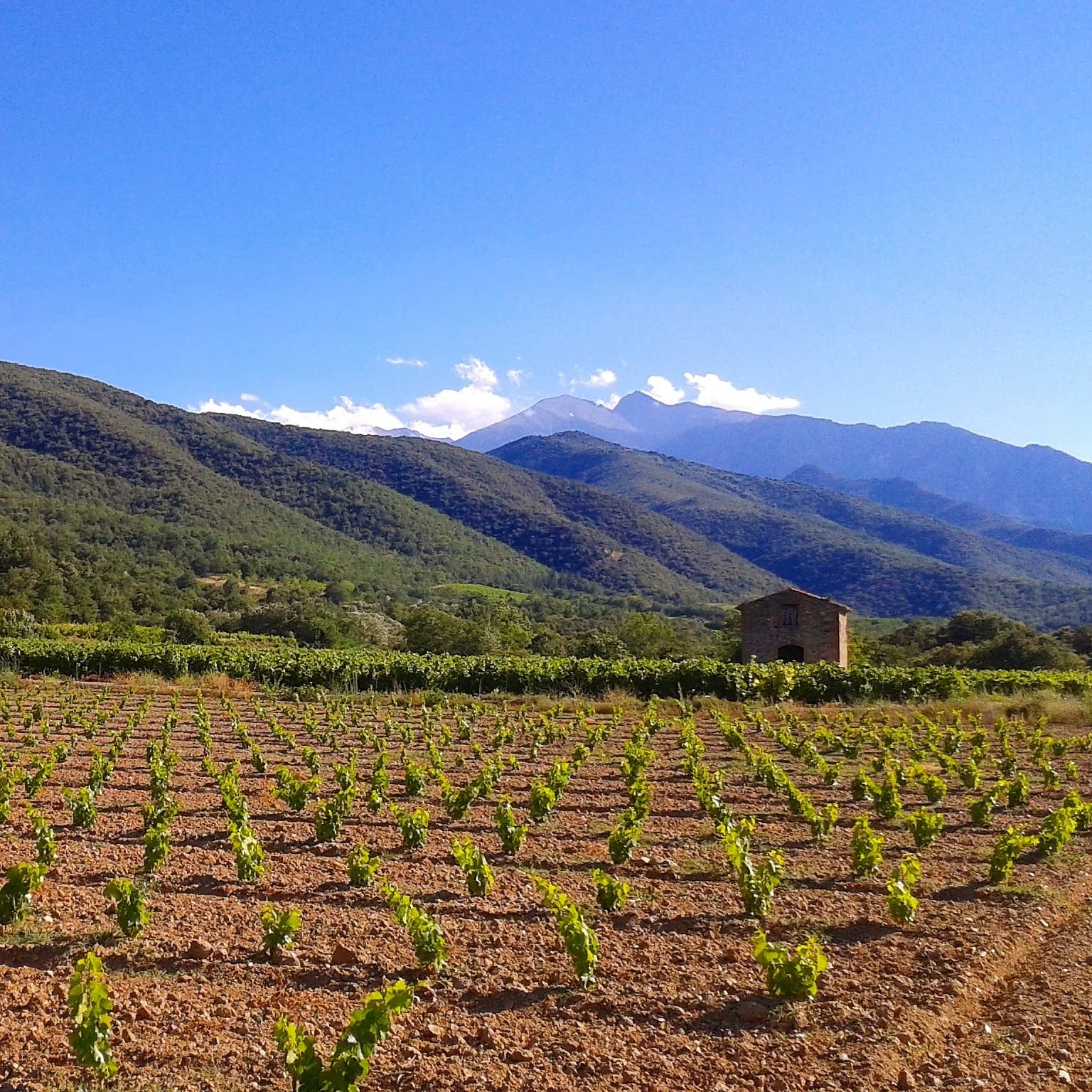 Vignes et vue sur le Canigou