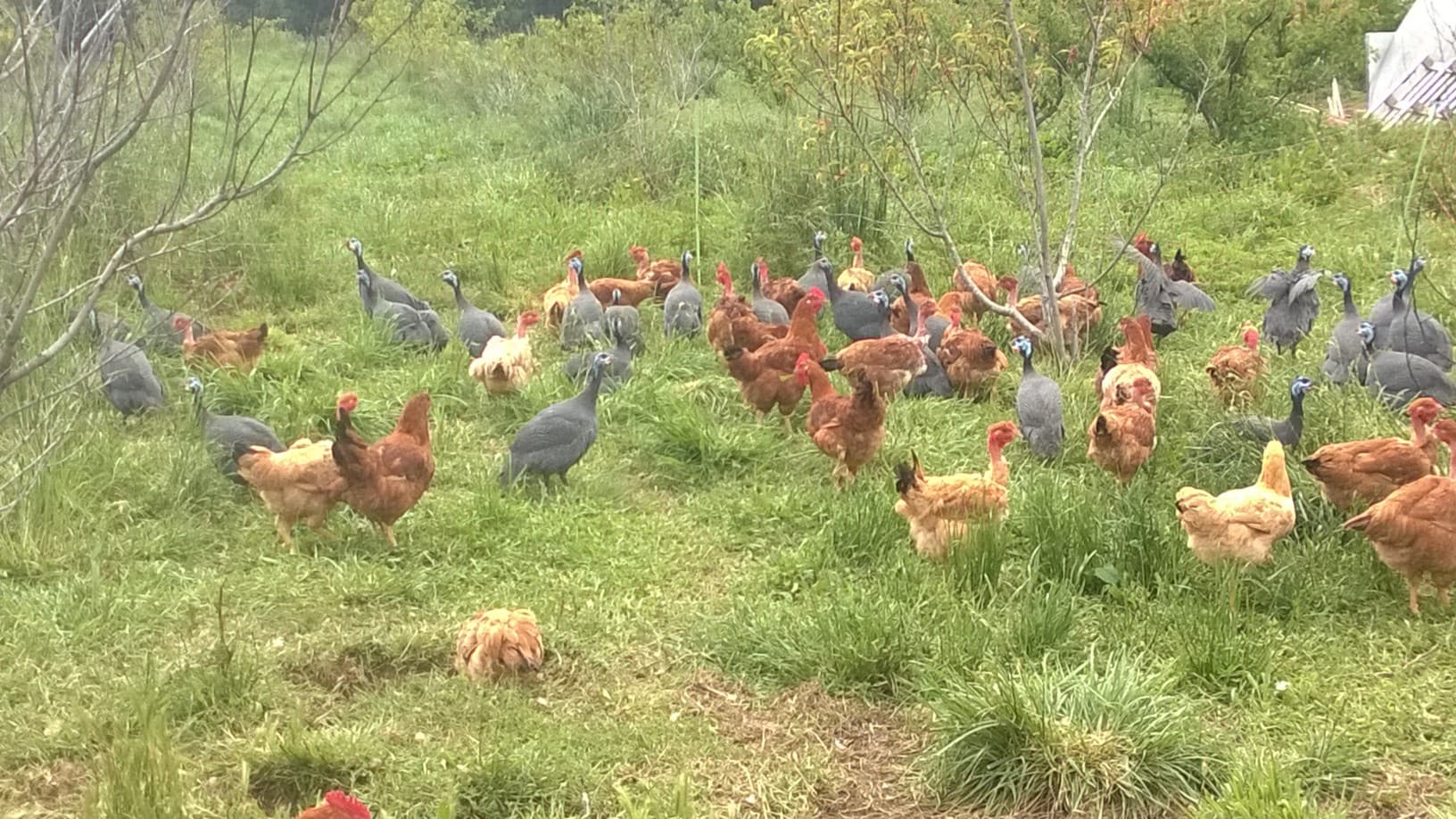 La ferme de Jeantine 2