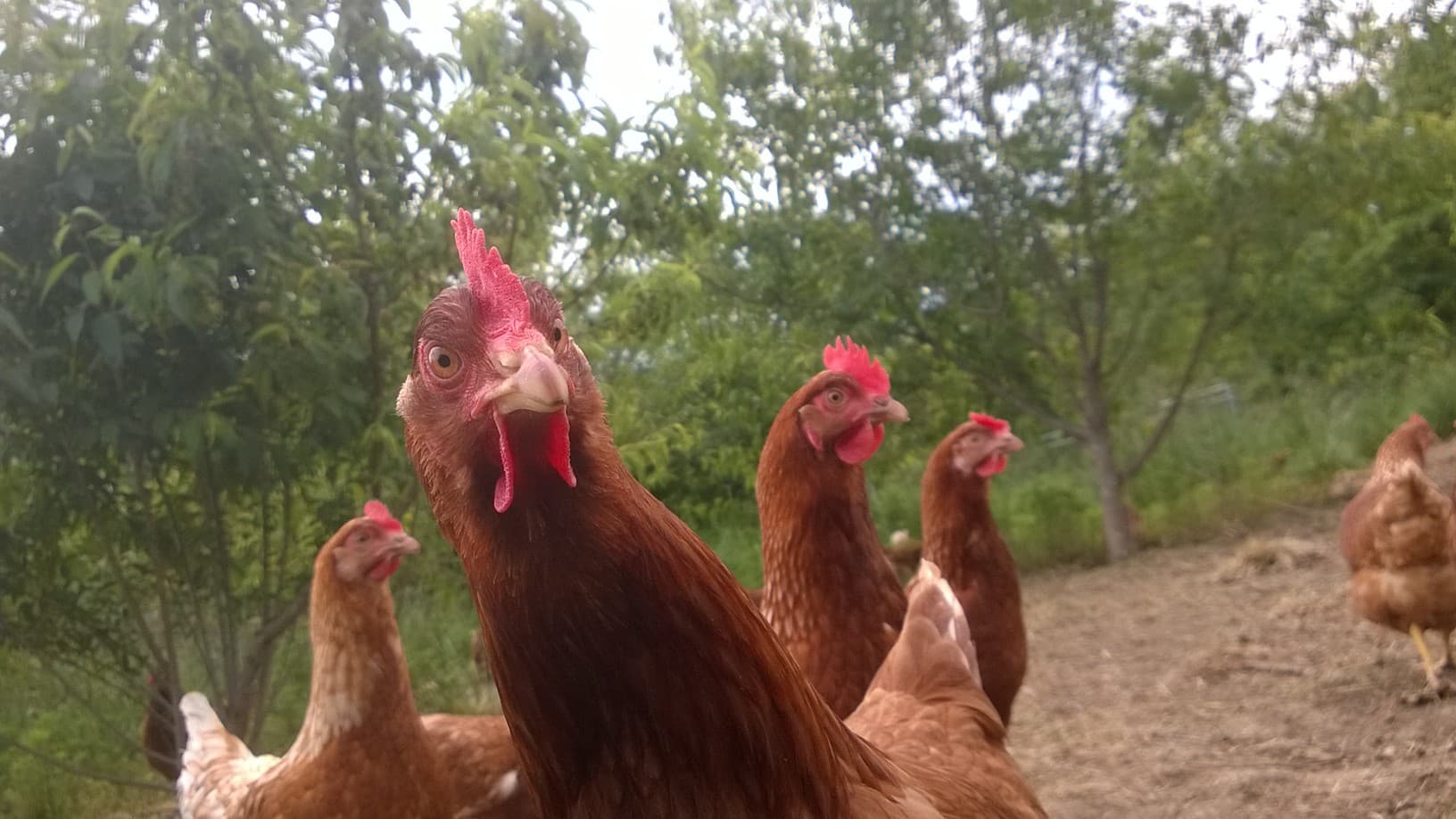 La ferme de Jeantine 3