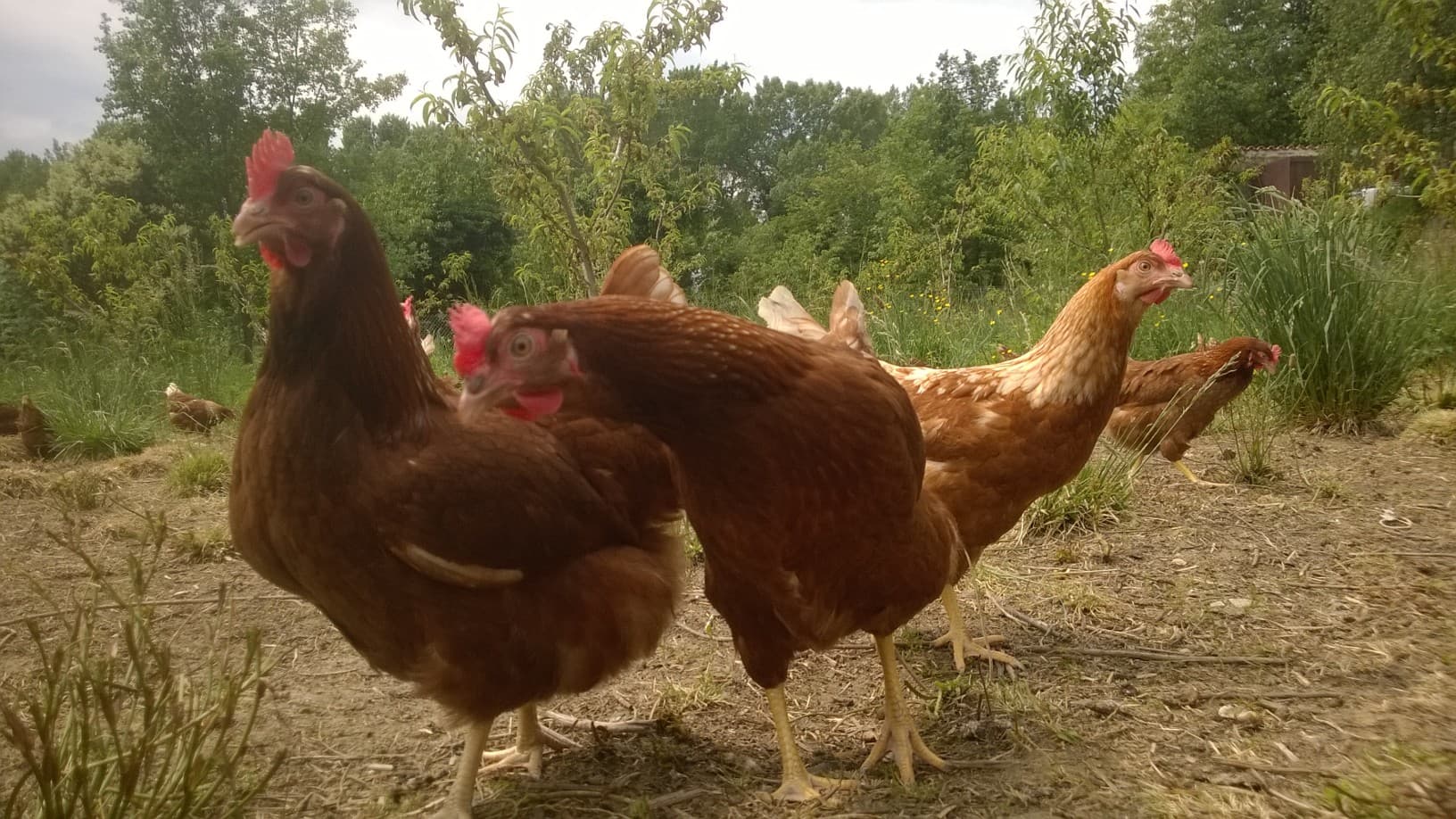La ferme de Jeantine 5